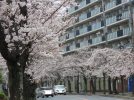 【柏】約1.5ｋｍ両側に桜並木　新柏さくら通りの桜が満開です