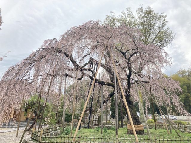 【流山】しだれ桜が綺麗！4/2（日）は清瀧院の「瀧櫻まつり」へ行こう！