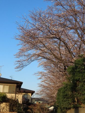 周辺を散歩していると、視界が桜でいっぱいになる小道もあり