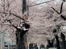 【松戸】雨の中、市内の桜の3つの名所で、しっとり観桜