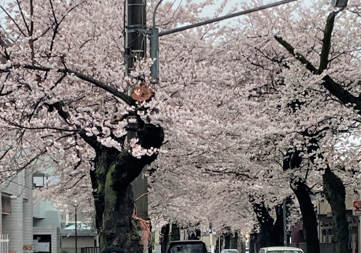【松戸】雨の中、市内の桜の3つの名所で、しっとり観桜
