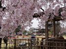 【池田】桜咲く池田城跡公園で4月1日（土）・2日（日）「池田五月山さくらまつり」開催！野だてや邦楽演奏会などを楽しもう