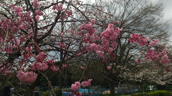 名戸ヶ谷第四公園の桜　～ソメイヨシノの他に、白っぽい桜やピンクの濃い桜も咲いていました～　3/24撮影