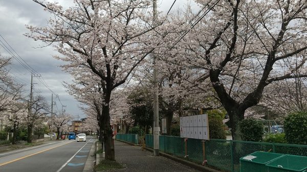 新柏さくら通りの両側の桜並木＋名戸ヶ谷第四公園の桜　～桜並木が四列に見えます～3/24撮影