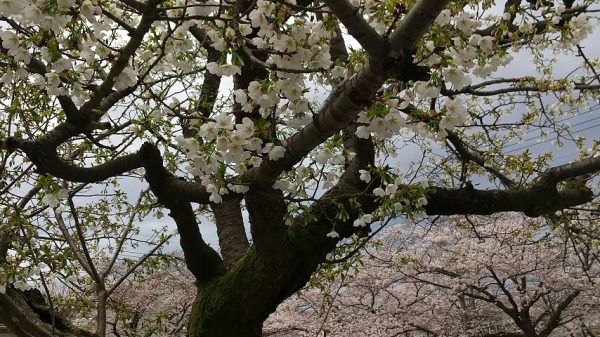 名戸ヶ谷第四公園の桜　～ソメイヨシノの他に、白っぽい桜やピンクの濃い桜も咲いていました～　3/24撮影