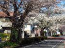 【柏】ひばりが丘郵便局すぐ、常盤台の桜並木が見ごろです！