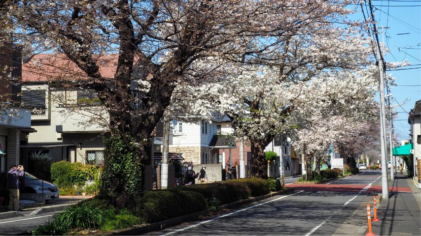 【柏】ひばりが丘郵便局すぐ、常盤台の桜並木が見ごろです！