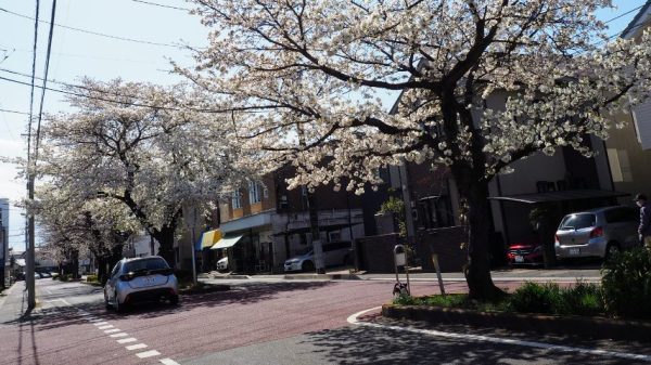 住宅街を桜並木が続きます。