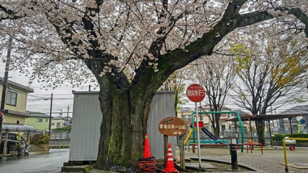 常盤台第一公園の桜も素晴らしいです！