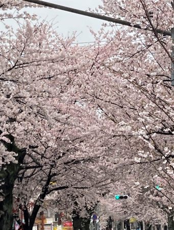 開花の早かった今年の桜ですが、ここ数日気温も低く、今週も楽しめそう？