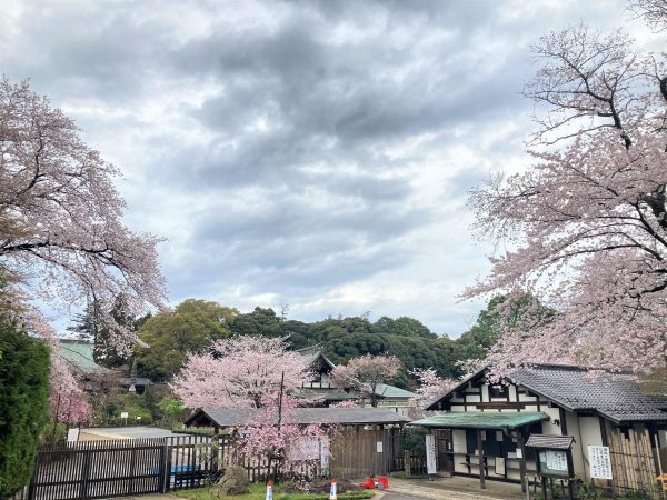 紫陽花で知られる本土寺は桜も見事
