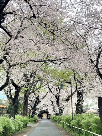 本土寺参道の桜。昔は入学式の頃に桜と雪柳がそろって満開になったものですが、年々開花が早くなっています