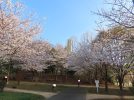 【柏】桜だ〜！ねんねの赤ちゃん・ワンちゃんとお花見が楽しめる～柏リフレッシュ公園～