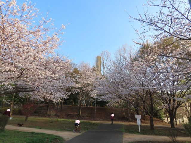 【柏】桜だ〜！ねんねの赤ちゃん・ワンちゃんとお花見が楽しめる～柏リフレッシュ公園～
