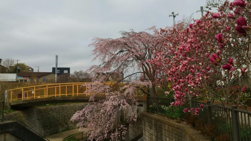 【松戸】根木内歴史公園の桜～モクレン・ユキヤナギ・レンギョウも美しい～