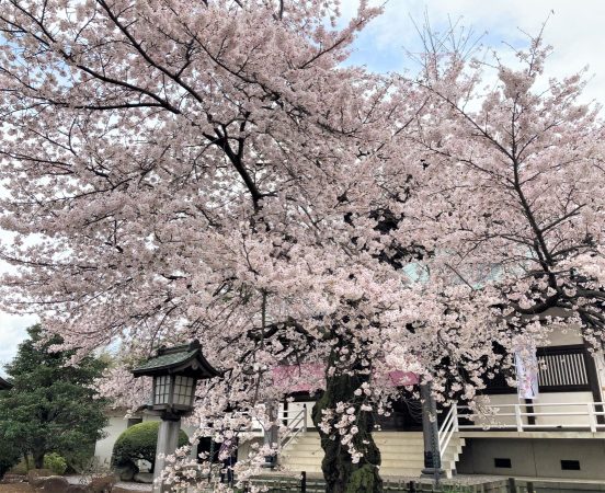 しだれ桜で知られるお寺ですが、本堂前のソメイヨシノも見事！