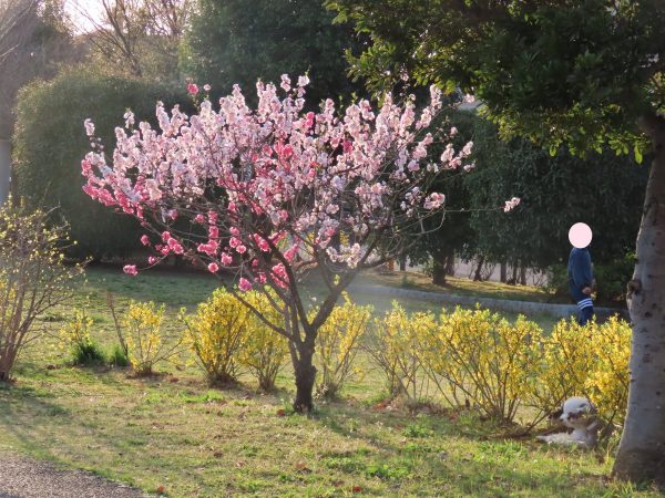 桜？桃？とレンギョウとワンちゃん！！　樹高の低い桜とレンギョウが綺麗！！ココならベビーカーの赤ちゃんとの写真も綺麗に撮れる！！