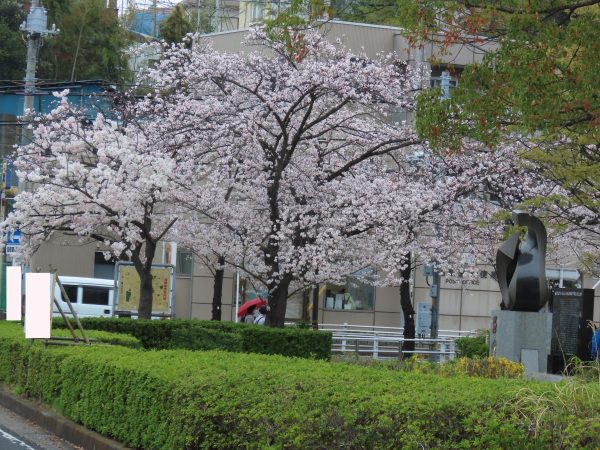 駅前（柏市名戸ケ谷前土地区画整理事業完成碑）の桜も綺麗に咲いています　3/23撮影