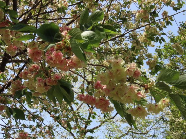 【柏】緑色の珍しい桜　御衣黄（ギョイコウ）が満開　@観音寺