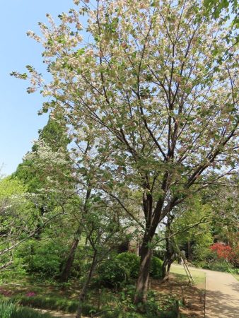 ぱっと見るとお花があまり目立ちません.