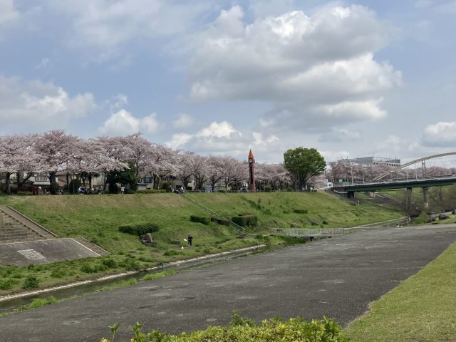 【柏・流山・野田】桜と菜の花に囲まれ自然を満喫！利根運河の春