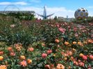 【吹田】万博記念公園で「ローズフェスタ」5月6日（土）～6月4日（日）開催！約250品種の香り豊かなバラを楽しもう