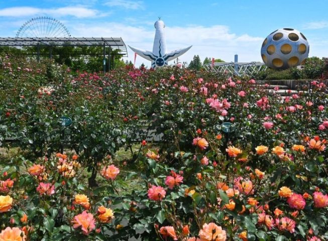 【吹田】万博記念公園で「ローズフェスタ」5月6日（土）～6月4日（日）開催！約250品種の香り豊かなバラを楽しもう