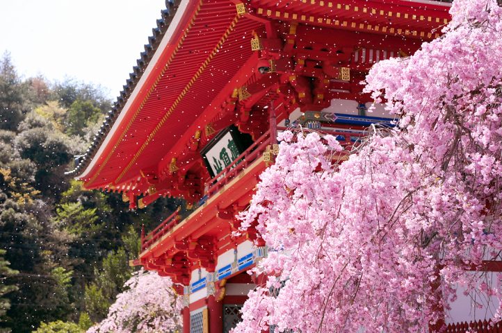 【箕面】遅咲きの桜が見ごろ！勝尾寺の優美な“しだれ桜”を堪能しよう