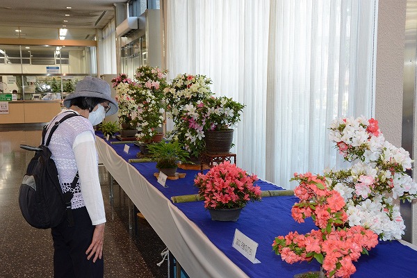 【池田】「サツキ盆栽」約20点が5月22日（月）～26日（金）池田市役所ロビーに展示されます！