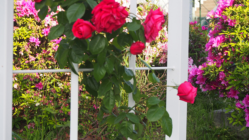 【豊中】豊島公園のバラと花壇に咲くお花がキレイ！
