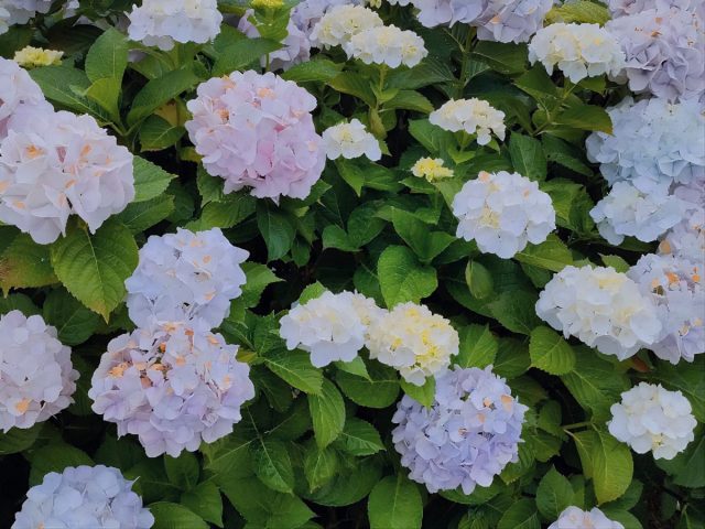 【柏】お買い物ついでに是非♪「イオンタウン松ヶ崎」の前に綺麗な紫陽花が咲いていました