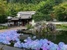 【池田】久安寺で「あじさいうかべ」6月15日（木）～7月2日（日）開催！フォトジェニックな風景を堪能しよう（教えたい／教えて）