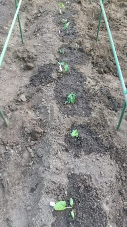 トマト、ヘチマ、ゴーヤー、ゴボウ、エダマメの定植