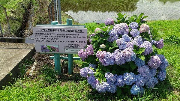 高柳谷津のアジサイ植栽は、地域の小中高生の参加のもとに、高柳地区の有志の皆さんが行っているそうです