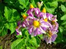 【柏】5月の農ライフ　～ジャガイモの花は紫系と白系がある～11種類の作物を収穫しました！