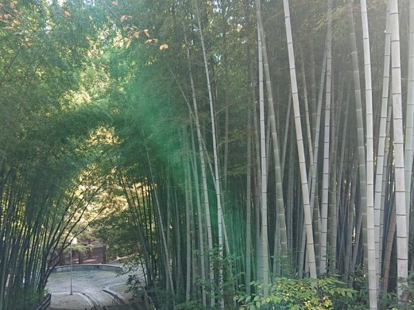 千里東町公園の竹林