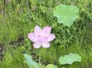 【豊中】朝の散歩に服部緑地の山ケ池へ。ピンクのハスがキレイに咲いていますよ