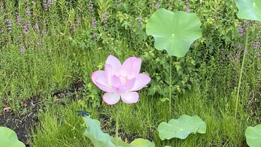 【豊中】朝の散歩に服部緑地の山ケ池へ。ピンクのハスがキレイに咲いていますよ