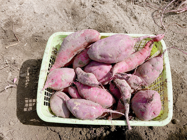 【箕面】手ぶらで行ける芋ほり体験！「おざき農園」がイチオシ