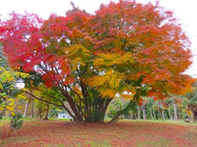 【東葛】まちっと柏がおすすめする紅葉が綺麗に見えるスポット