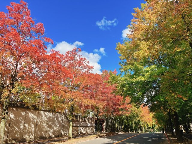【吹田】三色彩道の紅葉は、今こんな感じ！見頃は11月中旬～下旬ぐらいかな？