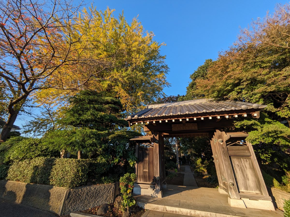 【柏】【名戸ヶ谷】法林寺の大イチョウ～黄葉がきれい～