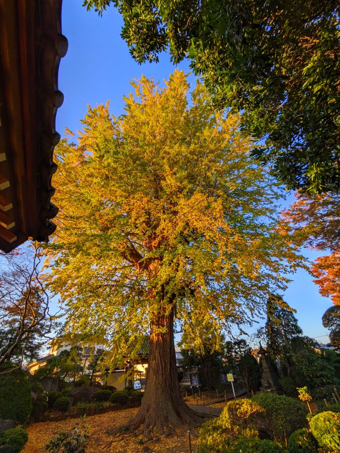 見事な樹勢、見事な黄葉の法林寺大イチョウ。2023年11月16日撮影。