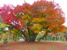 【東葛】まちっと柏がおすすめする紅葉が綺麗に見えるスポット