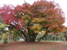【東葛】まちっと柏がおすすめする紅葉が綺麗に見えるスポット