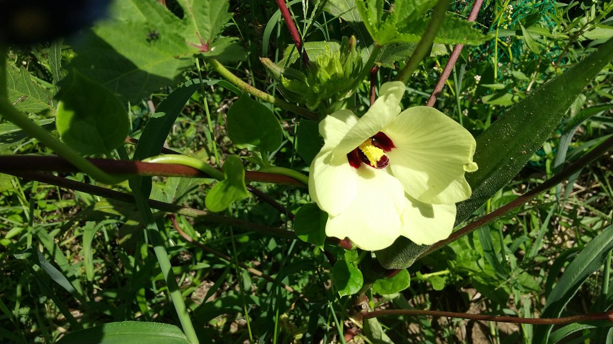 オクラの花：爽やかなレモンイエローの花です