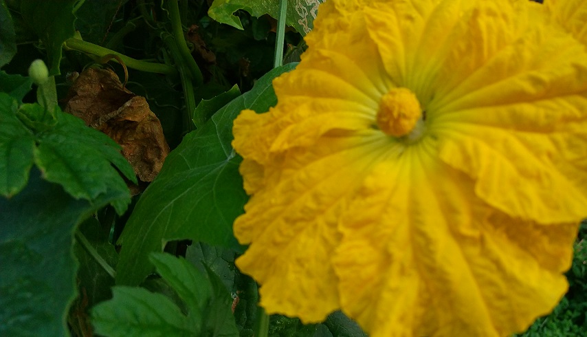 ヘチマの花：ゴーヤーの花に比べ4倍ほどの大きさです