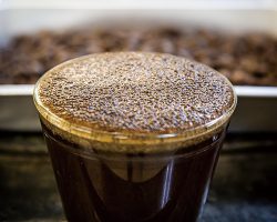農薬・化学肥料不使用『森のコーヒー』
