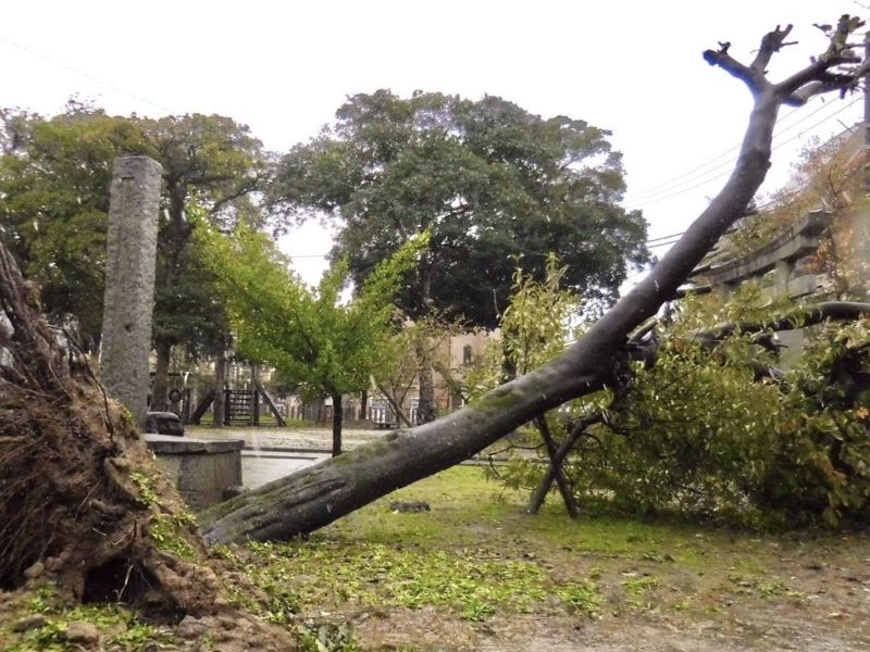 2018年9月の台風で倒れた大木。その下にあったのは・・・