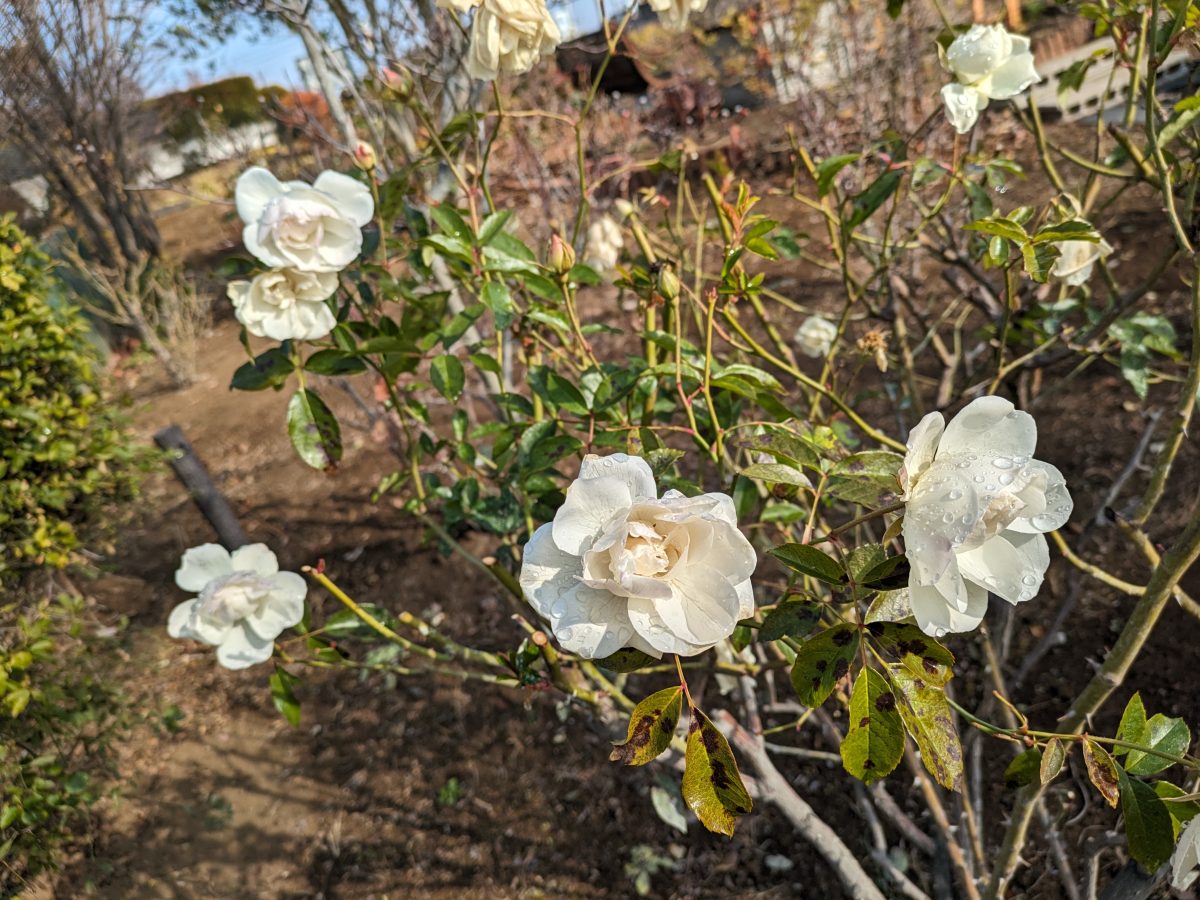 咲き残る白いバラ